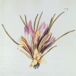 Saffron or Crocus, from 